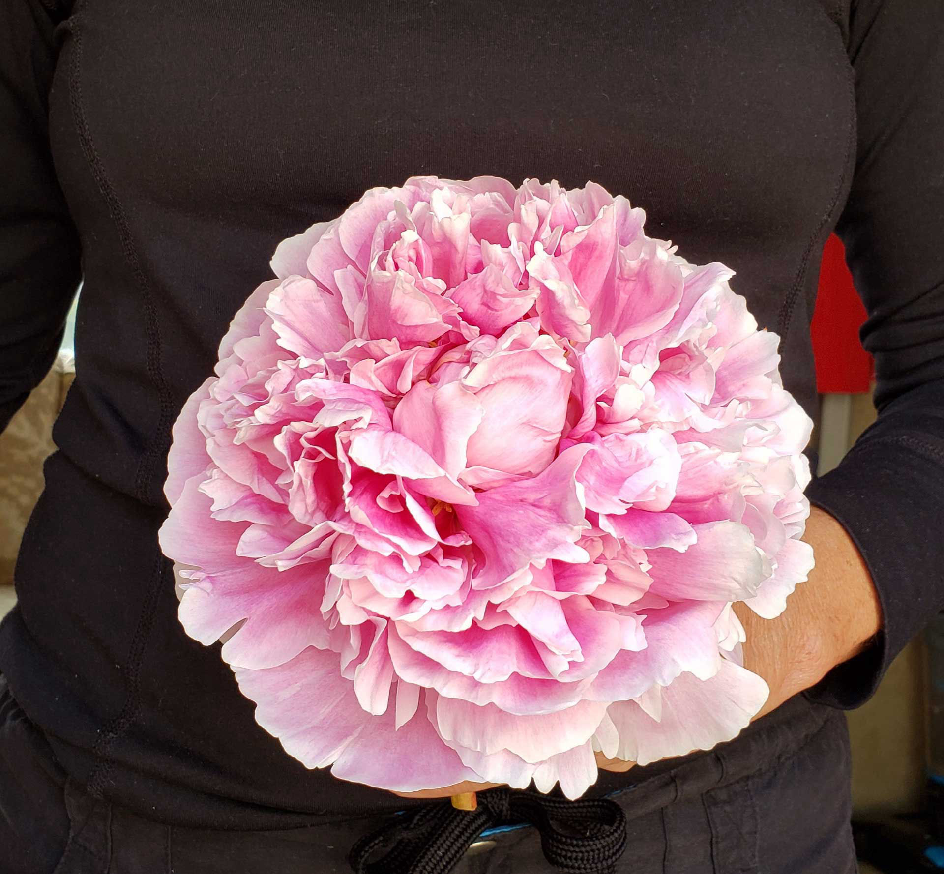 WorldslargestPeony